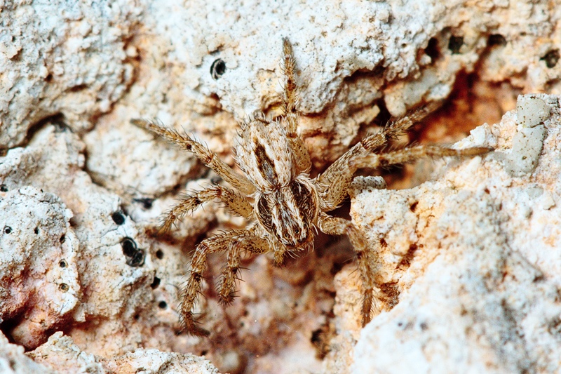 Thanatus cf. vulgaris - Malta